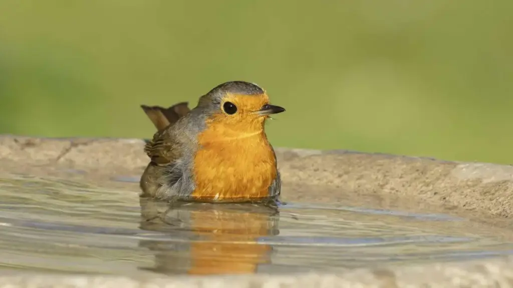 Durstige Vögel im Sommer helfen: So wird Ihre Vogeltränke zur sicheren Oase